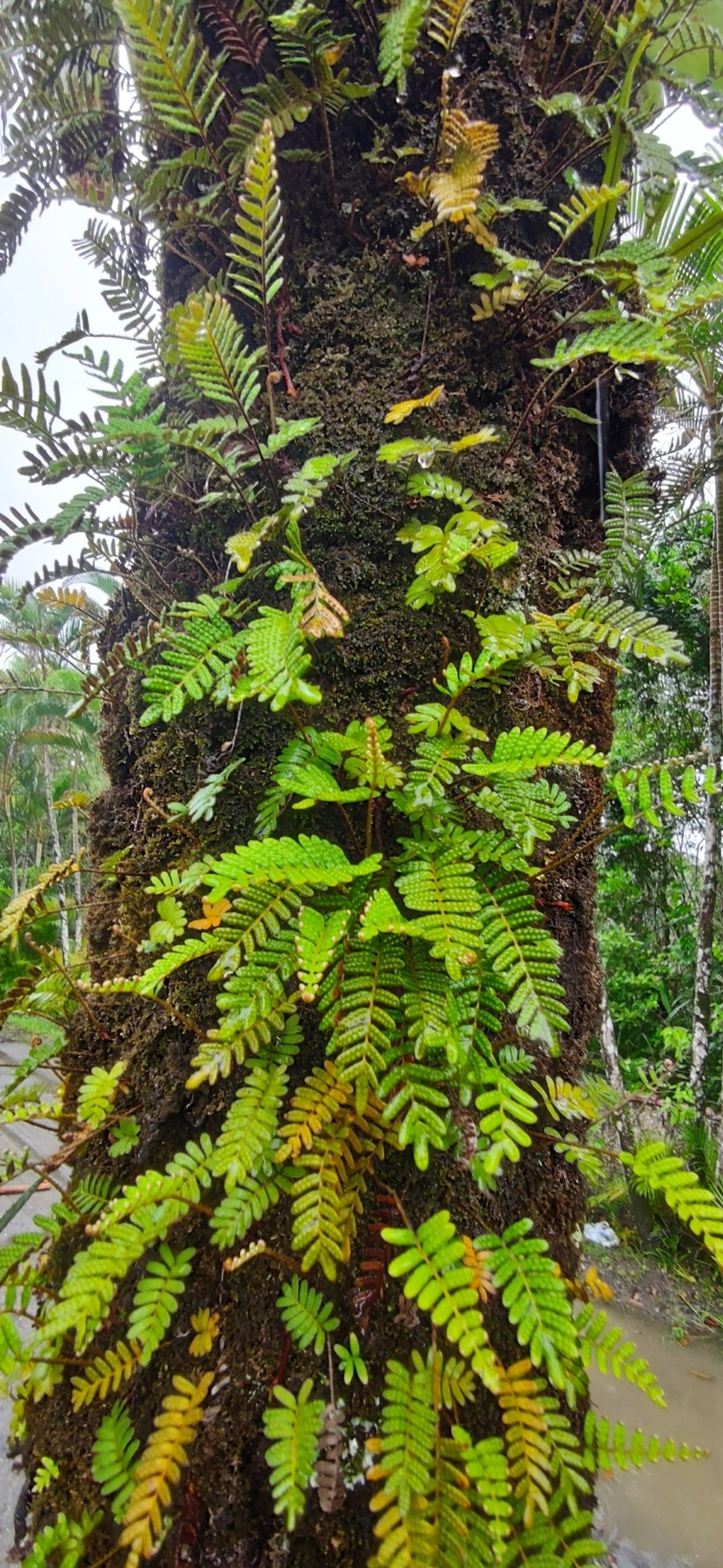 Samambaia-da-ressurreição (Pleopeltis polypodioides), plantas, fotografado em Maresias, São Sebastião