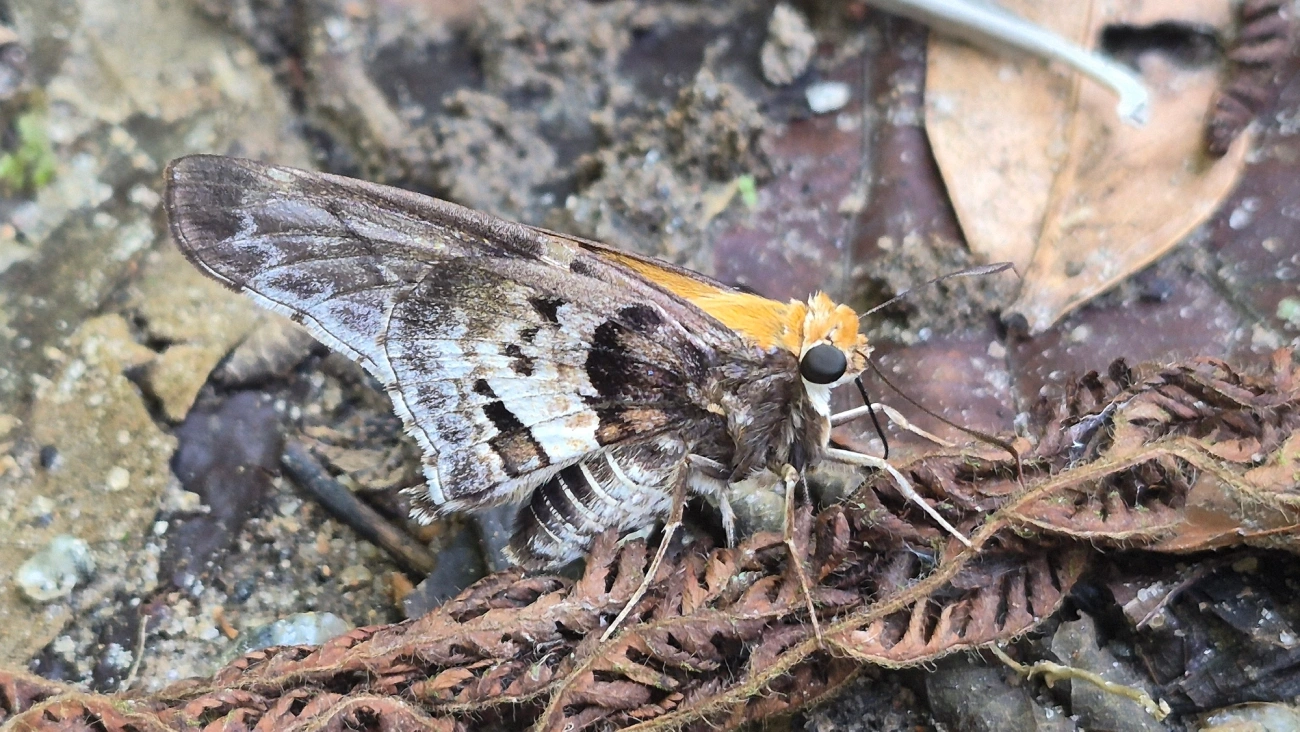 Proteides mercurius, insetos, fotografado em Boiçucanga, São Sebastião