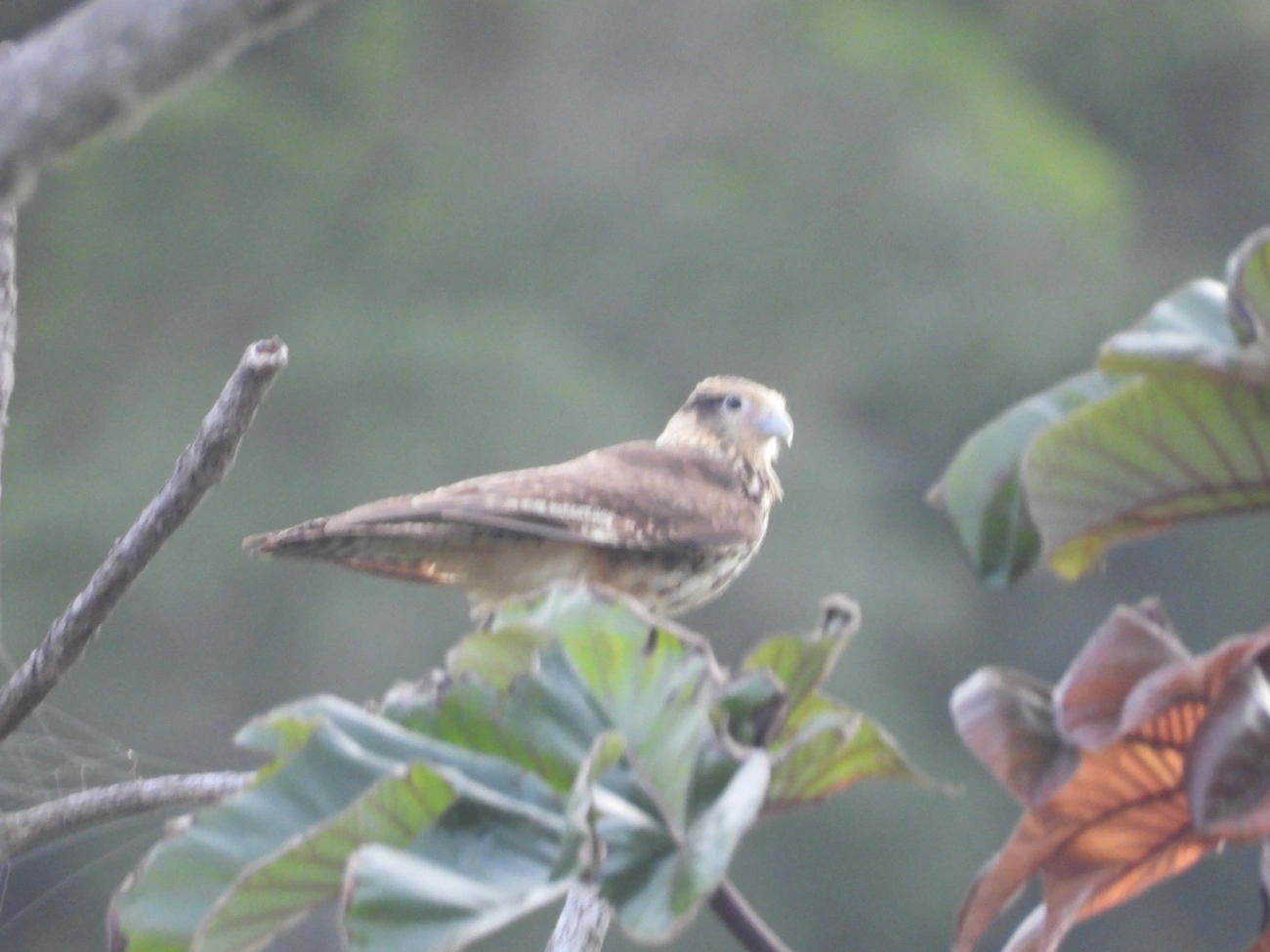 Carrapateiro (Daptrius chimachima), aves, fotografado em Borrifos, Ilhabela