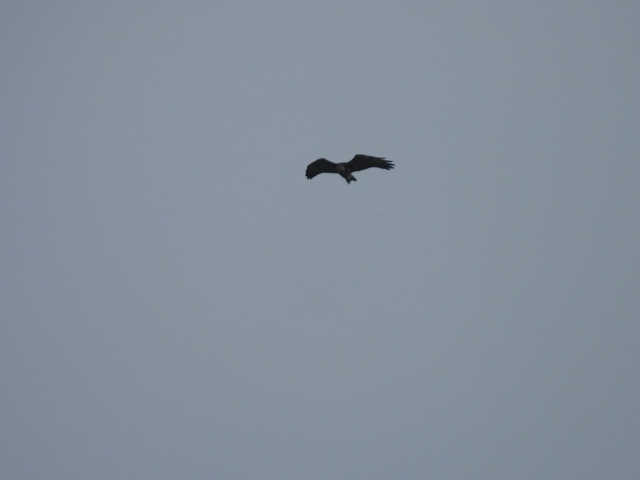 Águias (Accipitridae), aves, fotografado em Bonete, Ilhabela
