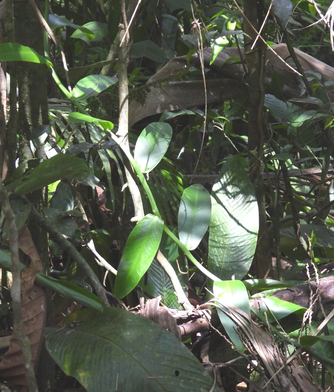 Baunilha (Vanilla), plantas, fotografado em Queluz