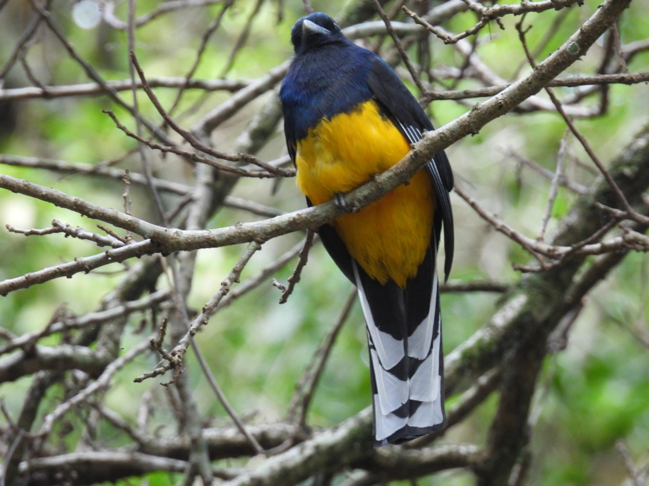Surucuá-de-barriga-amarela (Trogon viridis), aves, fotografado em Maresias, São Sebastião