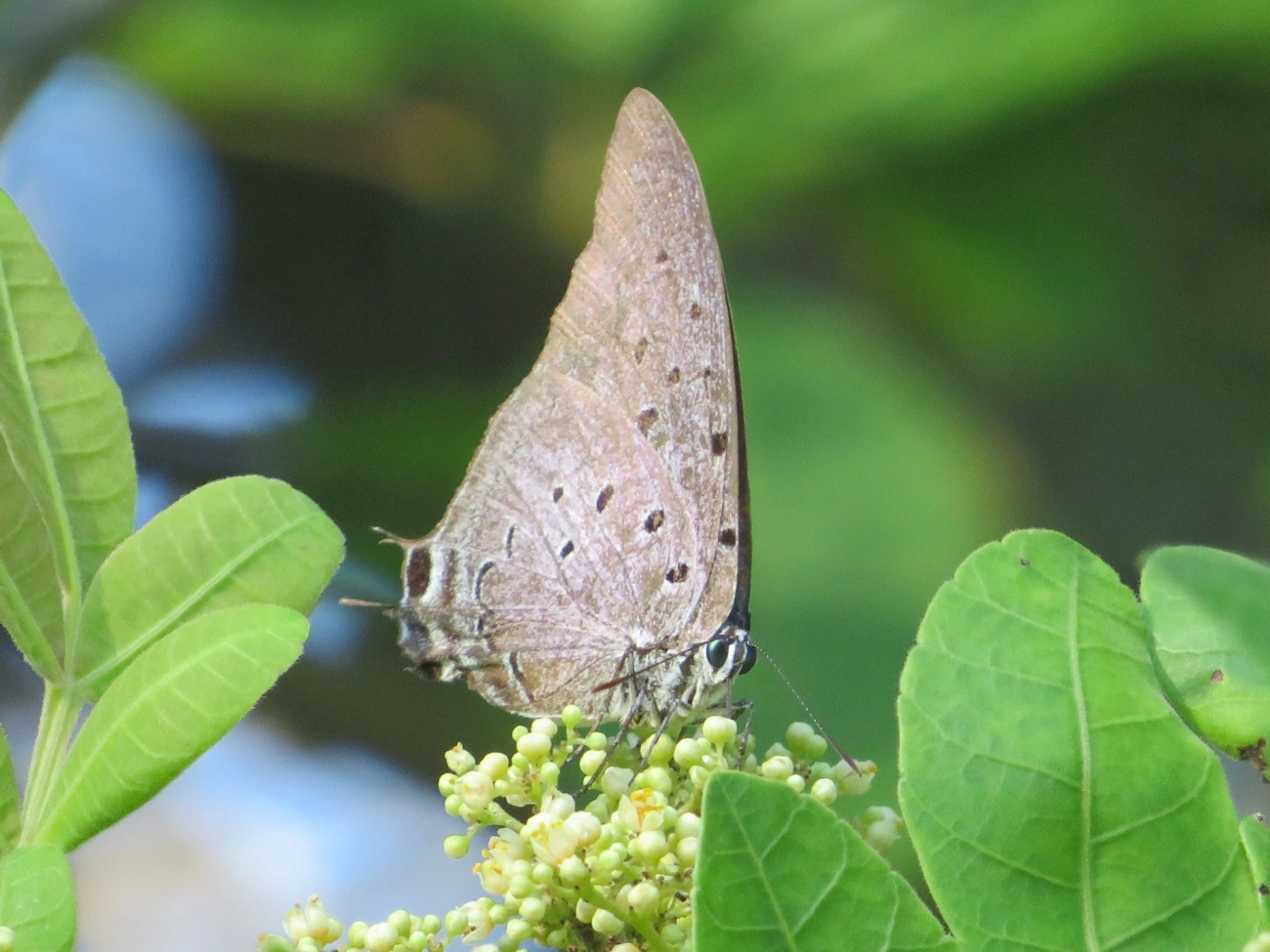 Borboleta-rainha-de-seda-azul (Pseudolycaena marsyas), insetos, fotografado em Maresias, São Sebastião