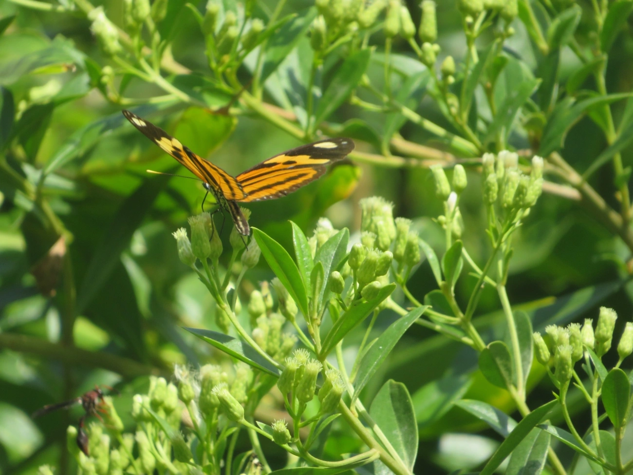 Borboleta-do-maracujá (Eueides isabella), insetos, fotografado em Maresias, São Sebastião