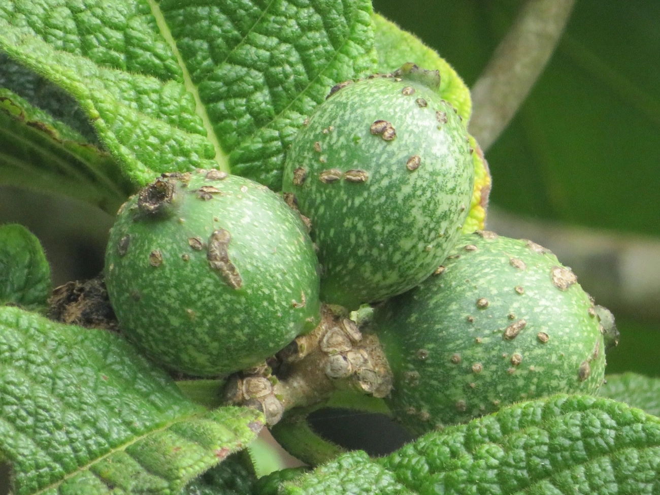 Goiabas (Psidium), plantas, fotografado em Maresias, São Sebastião