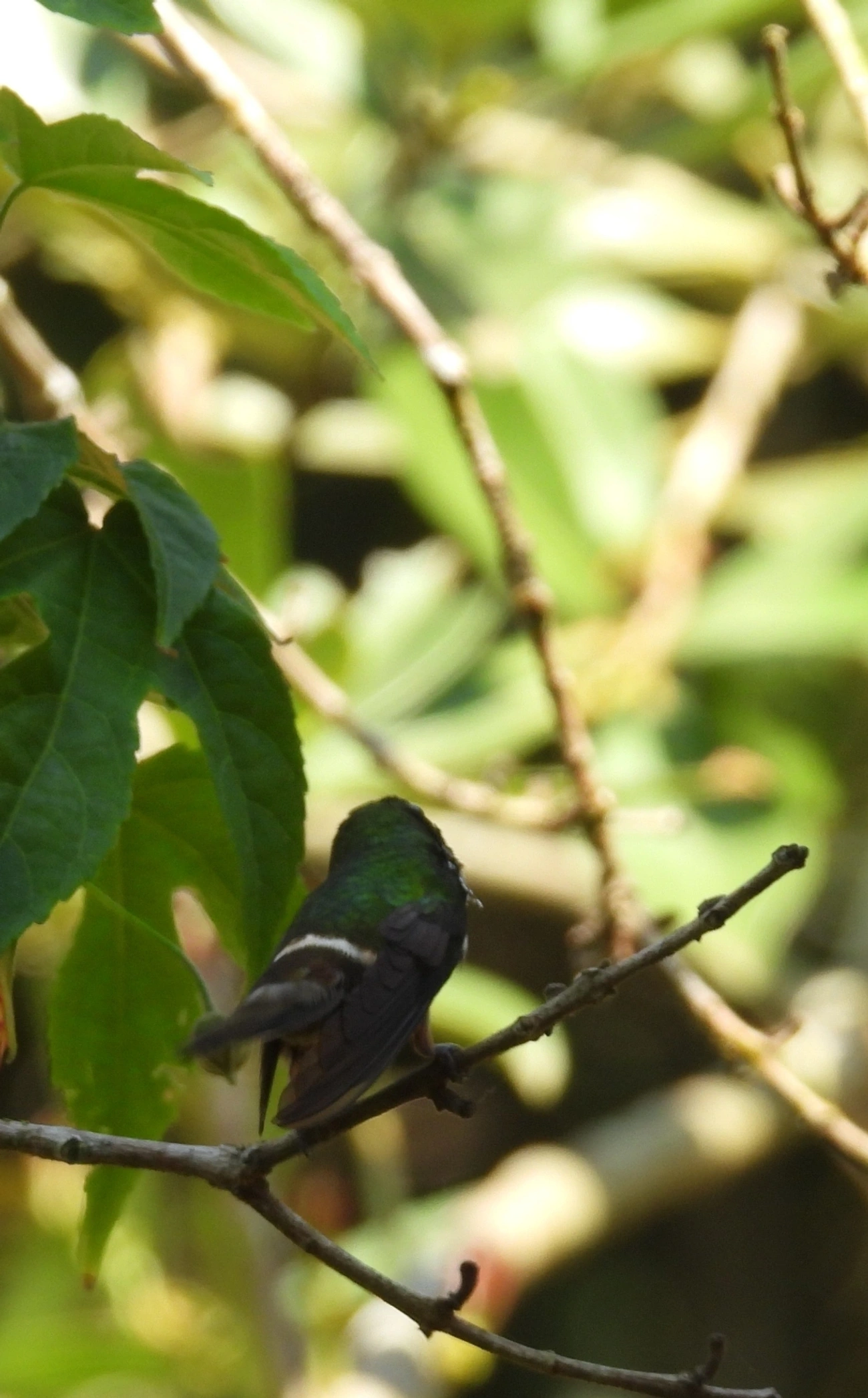 Topetinho-verde (Lophornis chalybeus), aves, fotografado em Maresias, São Sebastião