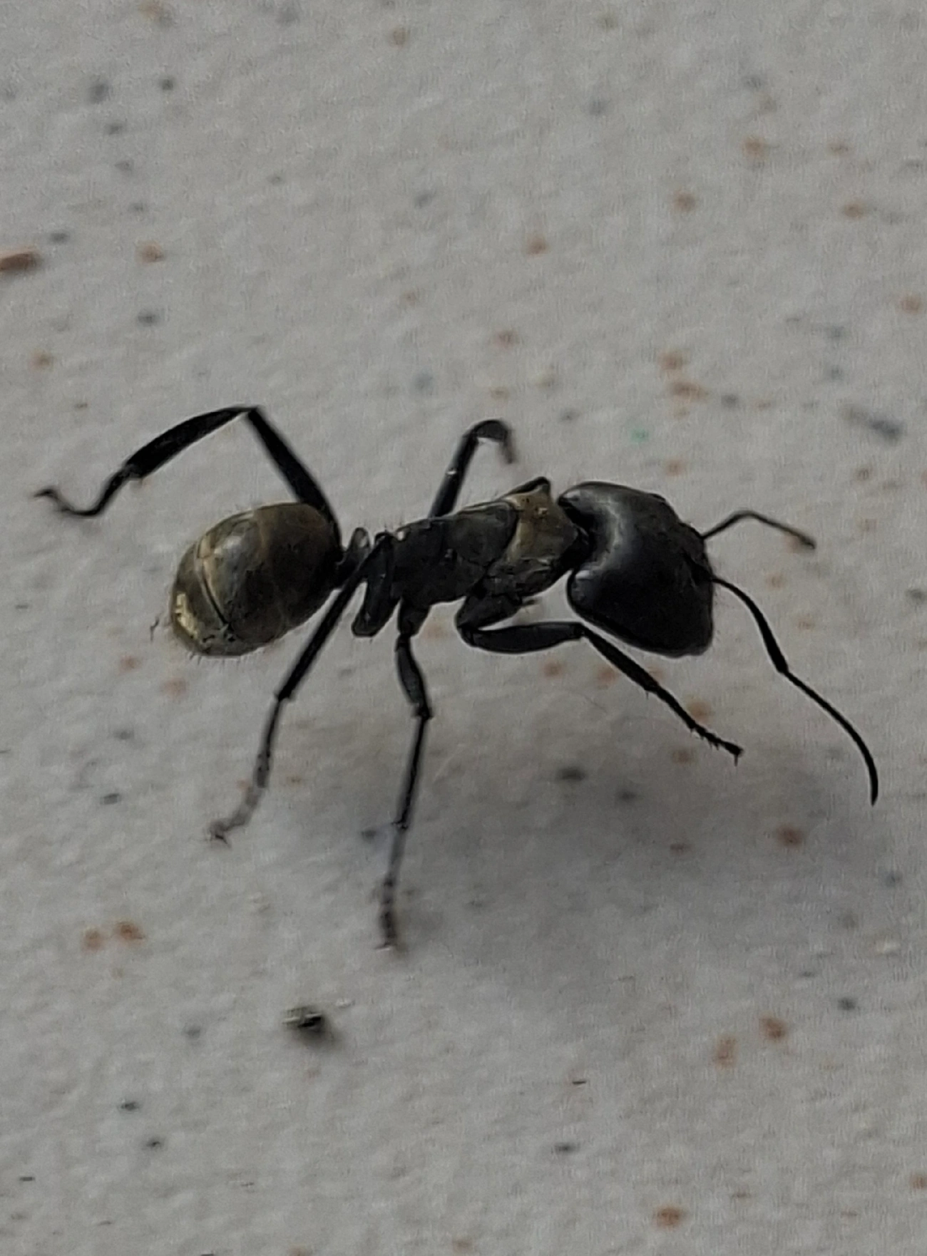 Formiga-dourada (Camponotus sericeiventris), insetos, fotografado em Maresias, São Sebastião