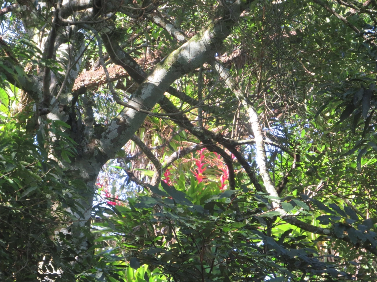 Bromélia-ponta-preta (Vriesea philippocoburgi), plantas, fotografado em Paúba, São Sebastião