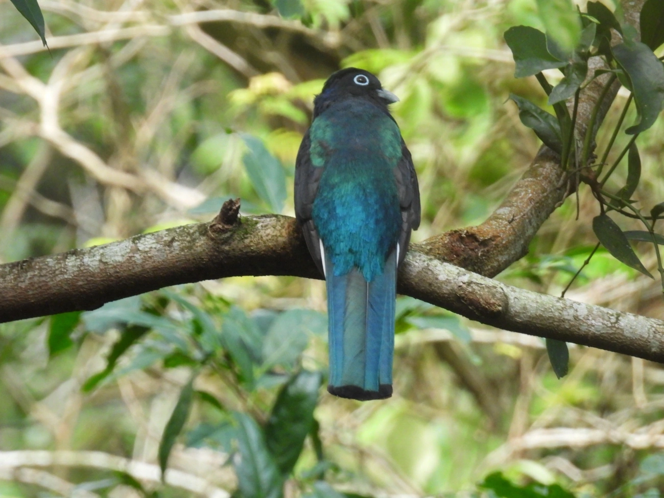 Surucuá-de-barriga-amarela (Trogon viridis), aves, fotografado em Maresias, São Sebastião