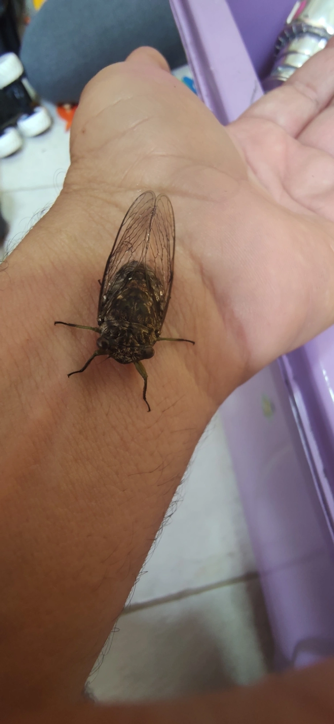 Cigarras típicas (Cicadidae), insetos, fotografado em Maresias, São Sebastião