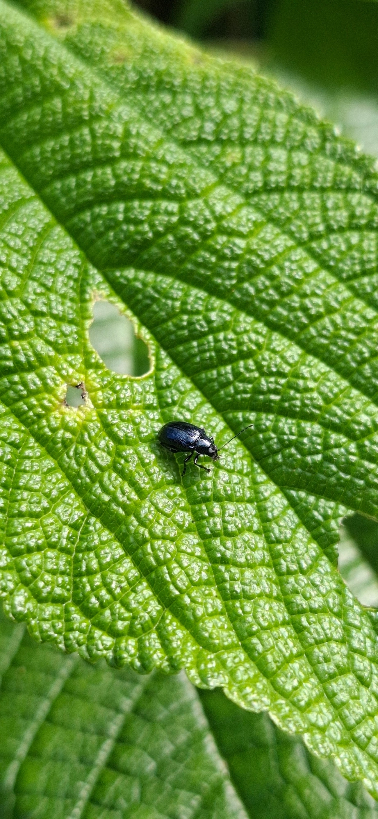 Crisomelídeos (Chrysomelidae), insetos, fotografado em Paúba, São Sebastião