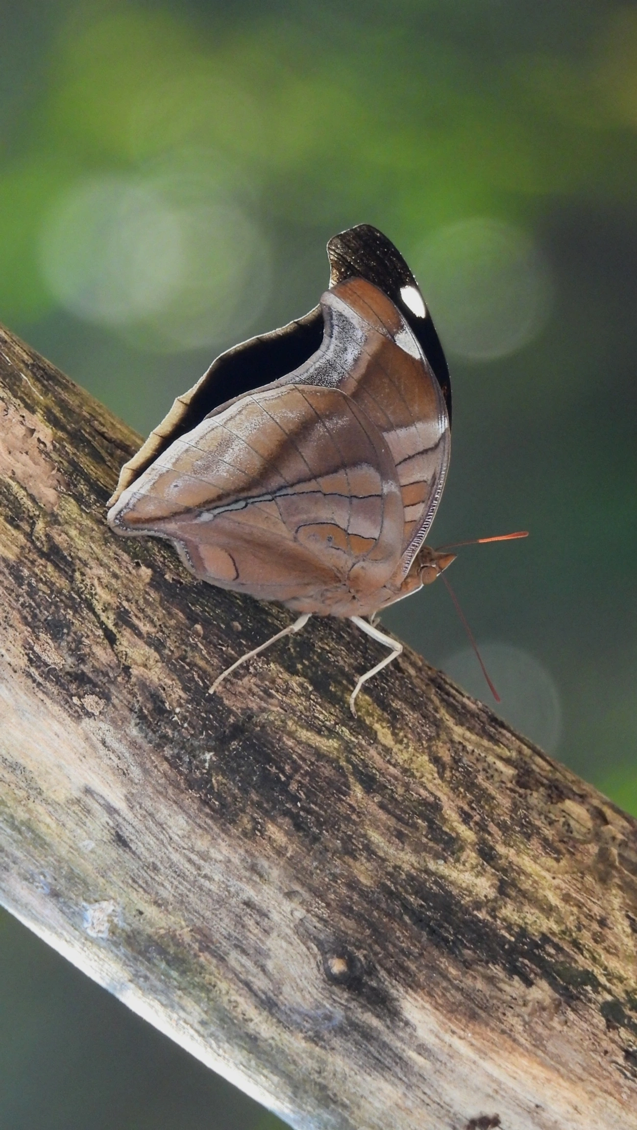 Historis odius, insetos, fotografado em Maresias, São Sebastião