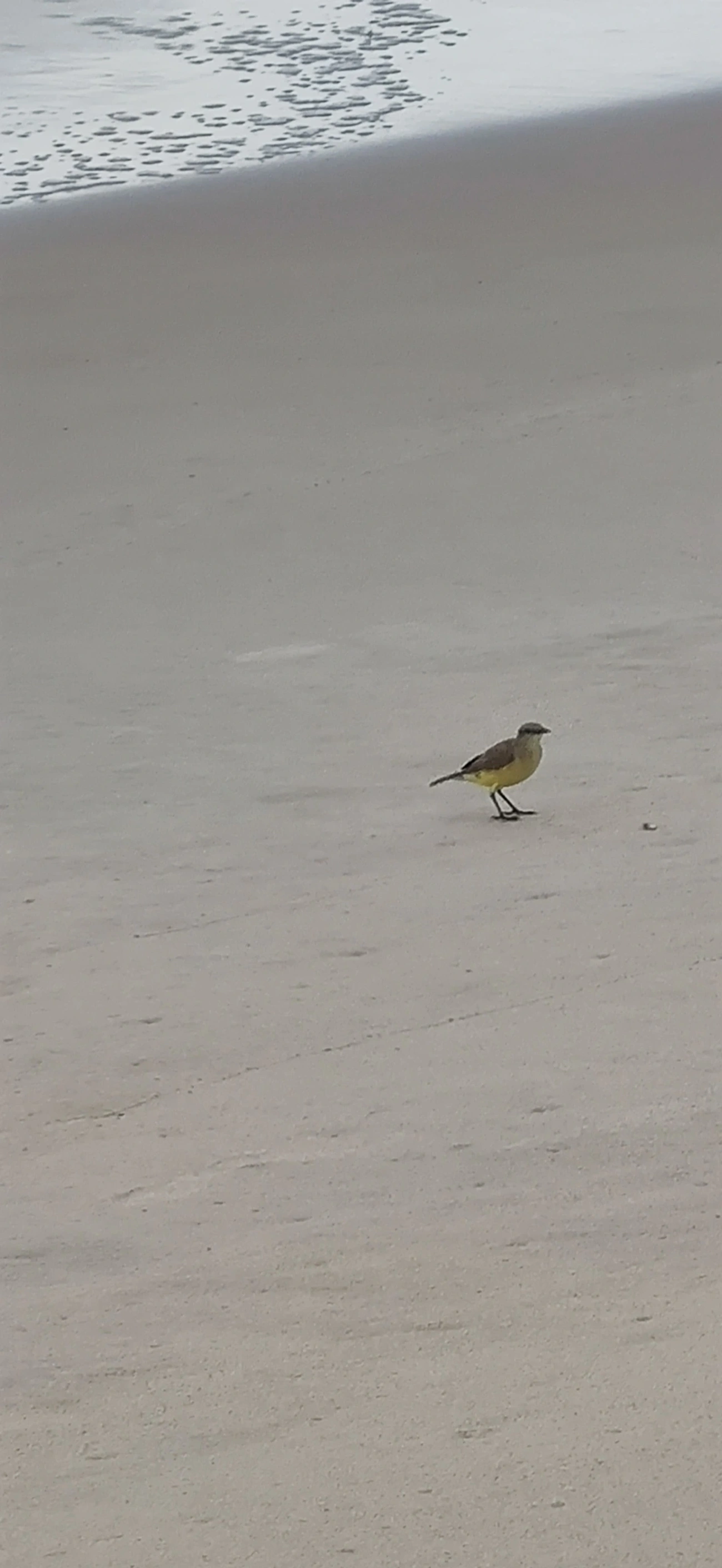 Suiriri-cavaleiro (Machetornis rixosa), aves, fotografado em Maresias, São Sebastião