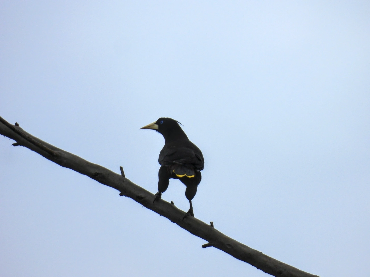 Japu (Psarocolius decumanus), aves, fotografado em Itamonte