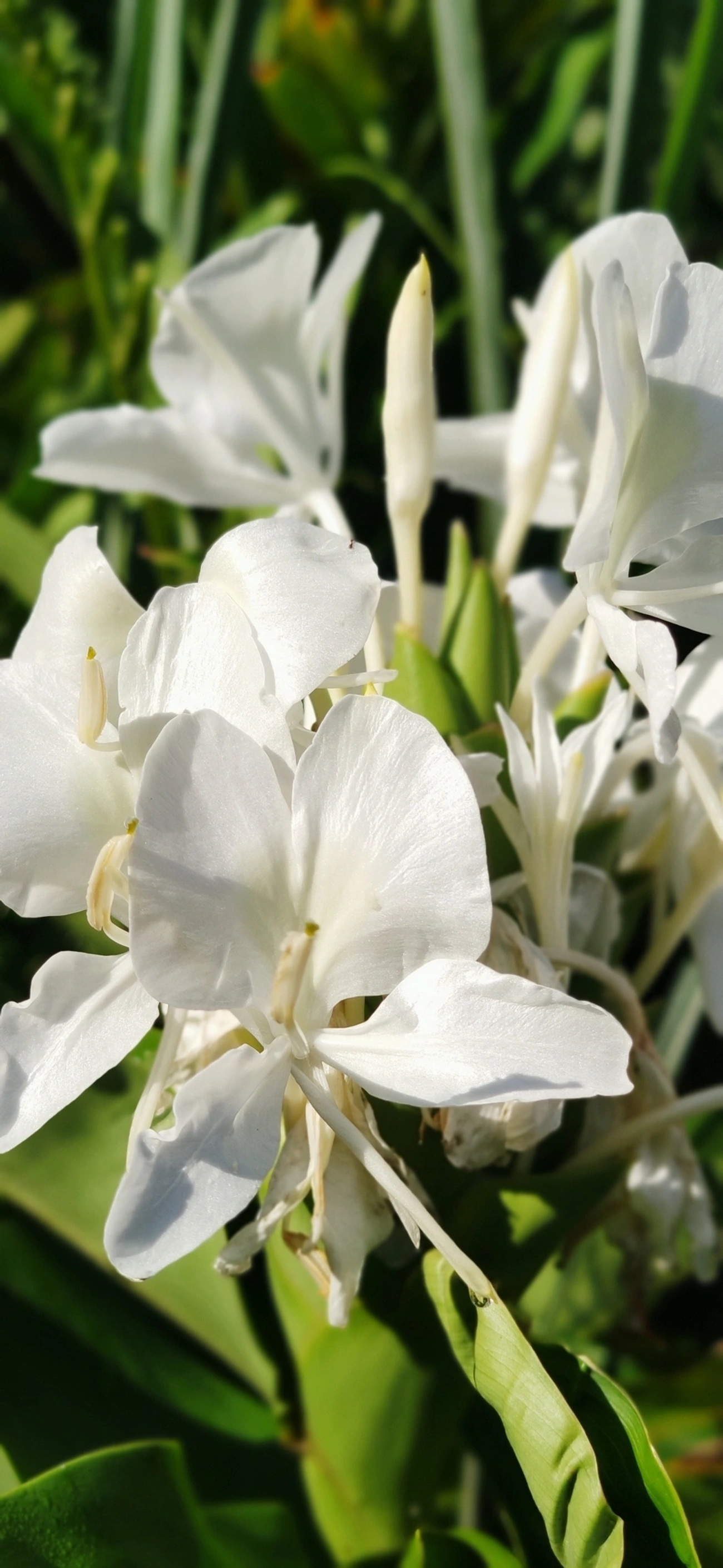 Lírio-do-brejo (Hedychium coronarium), plantas, fotografado em Maresias, São Sebastião