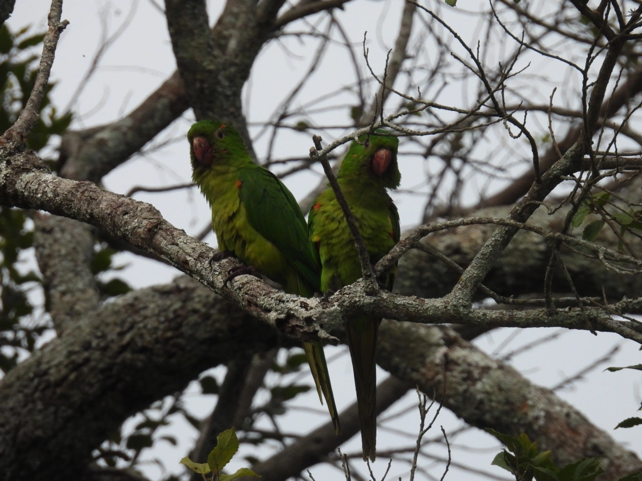 Periquitão-maracanã (Psittacara leucophthalmus), aves, fotografado em Itamonte