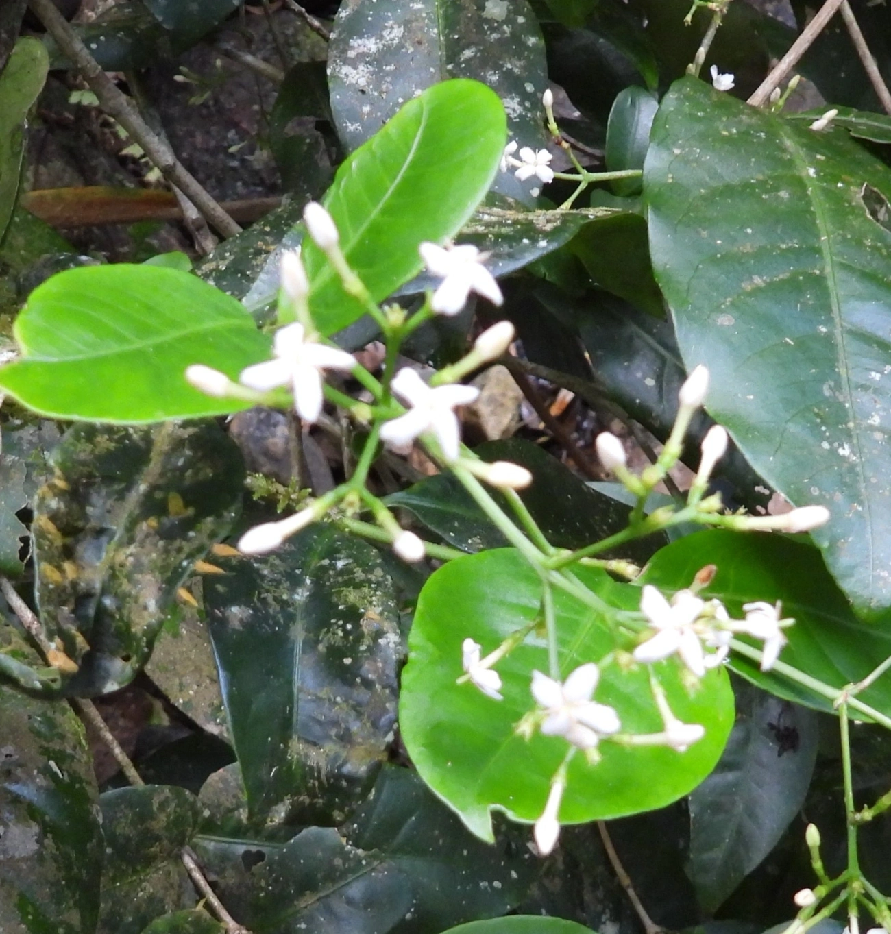 Cafeeiro-do-mato (Psychotria leiocarpa), plantas, fotografado em Maresias, São Sebastião