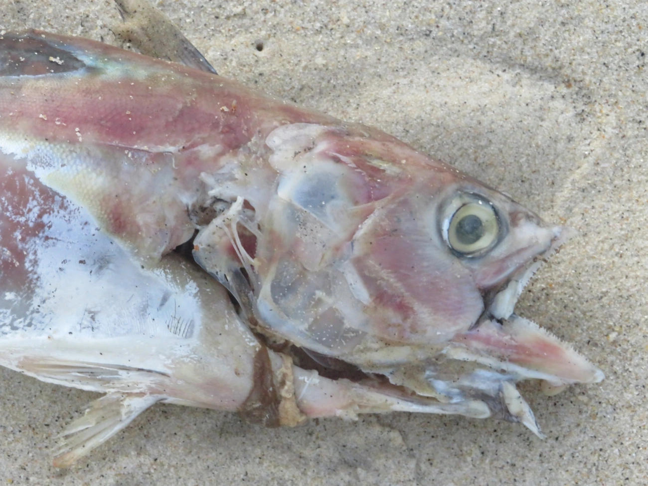 Scombrinae, peixes, fotografado em Maresias, São Sebastião