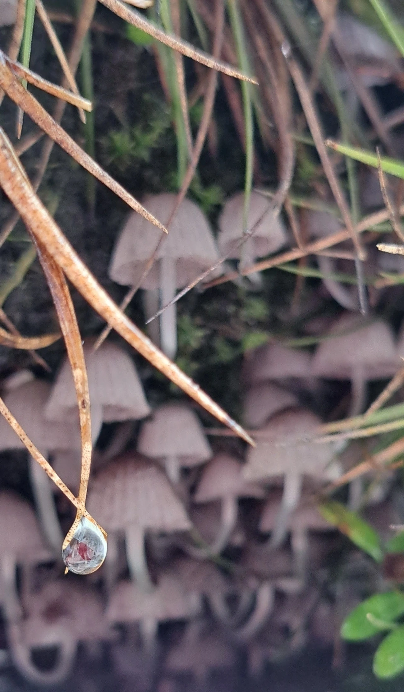 Coprinellus, fungos, fotografado em Maresias, São Sebastião