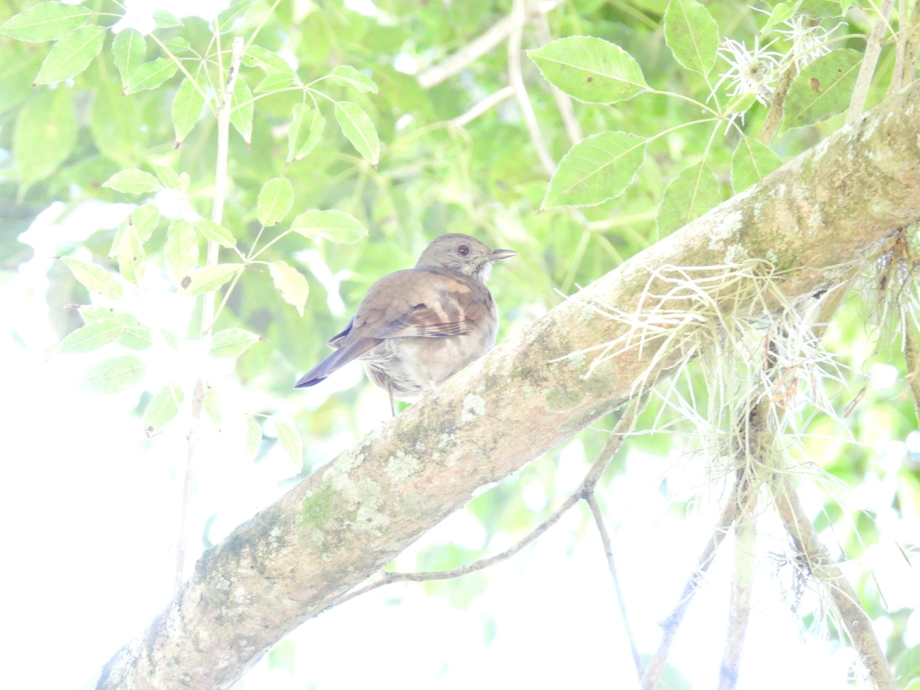 Sabiá-barranco (Turdus leucomelas), aves, fotografado em Santa Branca