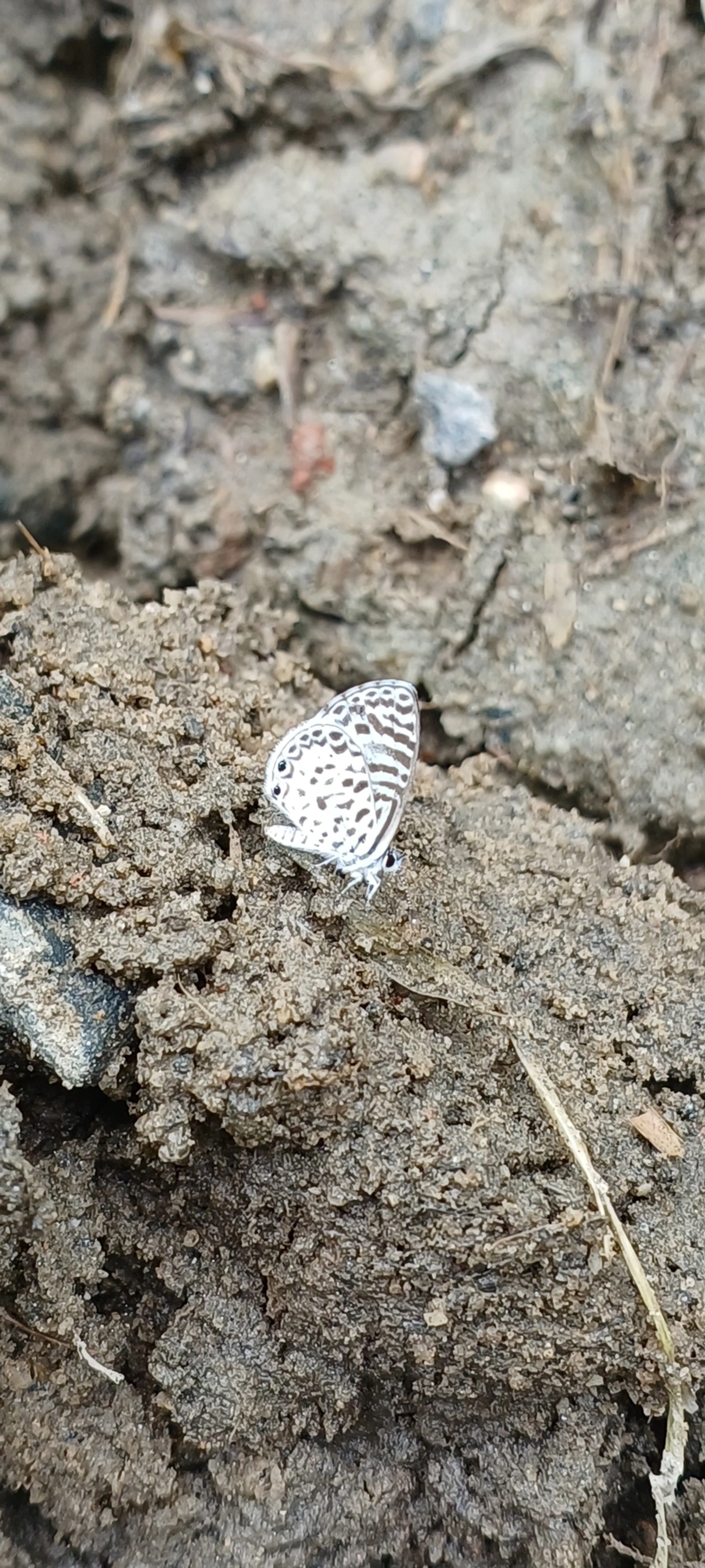 Borboleta-emília (Leptotes cassius), insetos, fotografado em Maresias, São Sebastião