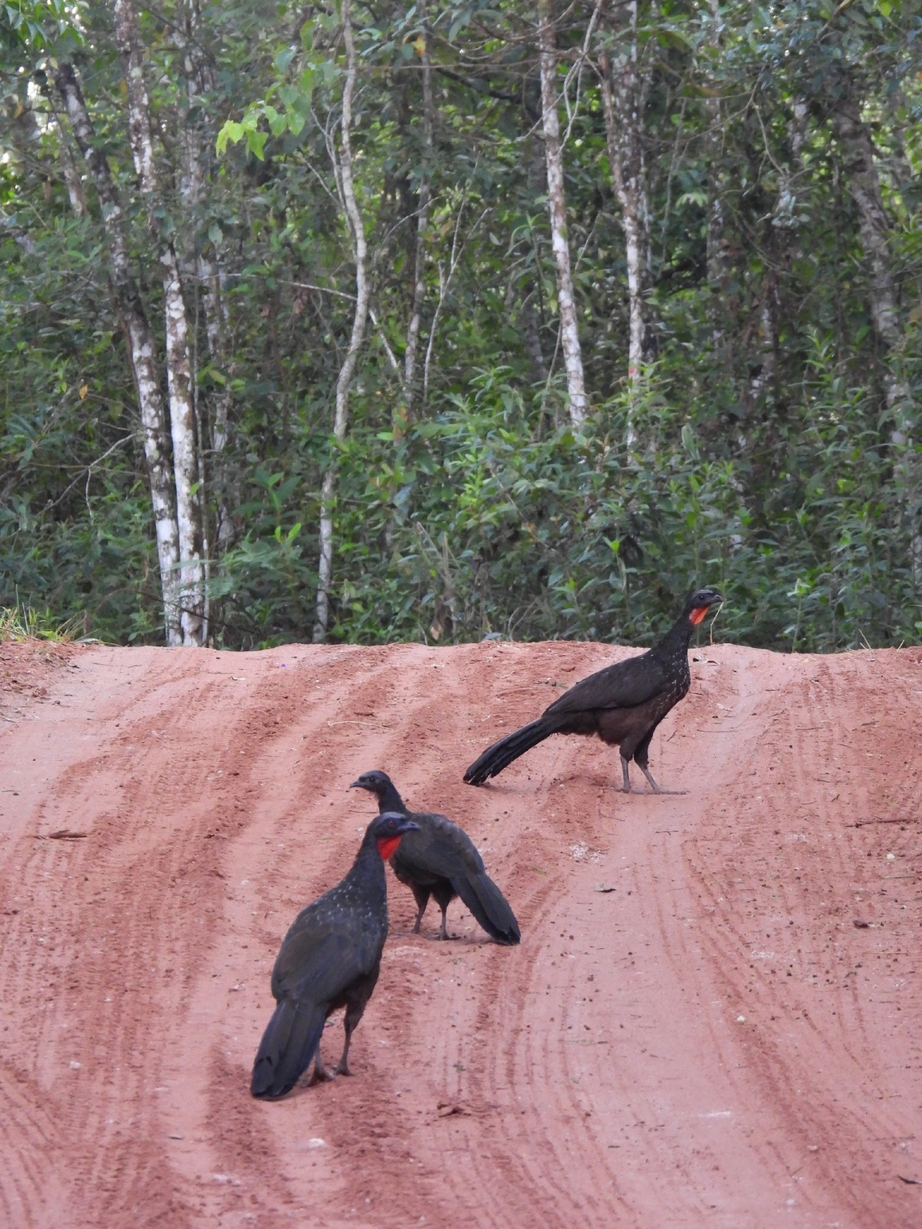 Jacuaçu (Penelope obscura), aves, fotografado em Queluz