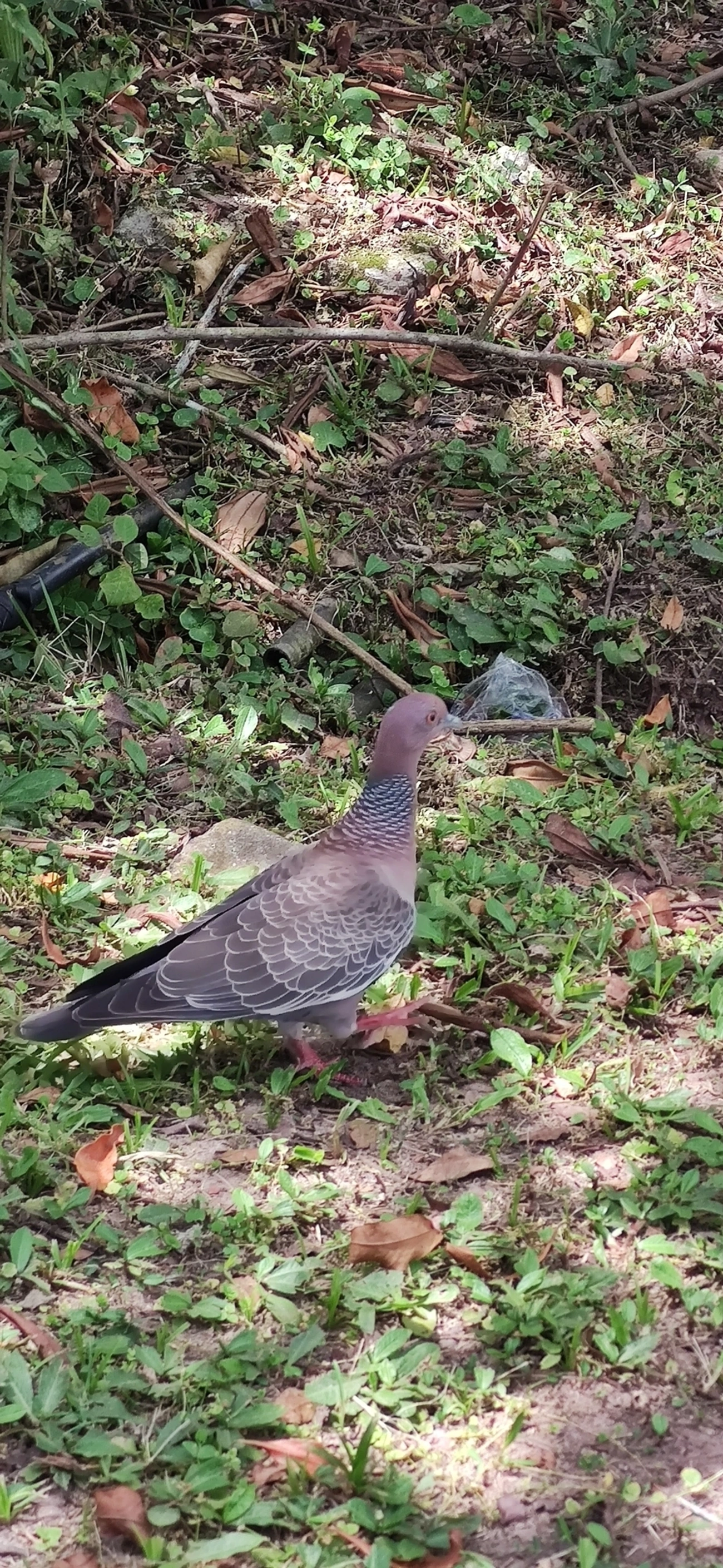 Asa-branca (Patagioenas picazuro), aves, fotografado em Praia Barra do Sahy, São Sebastião