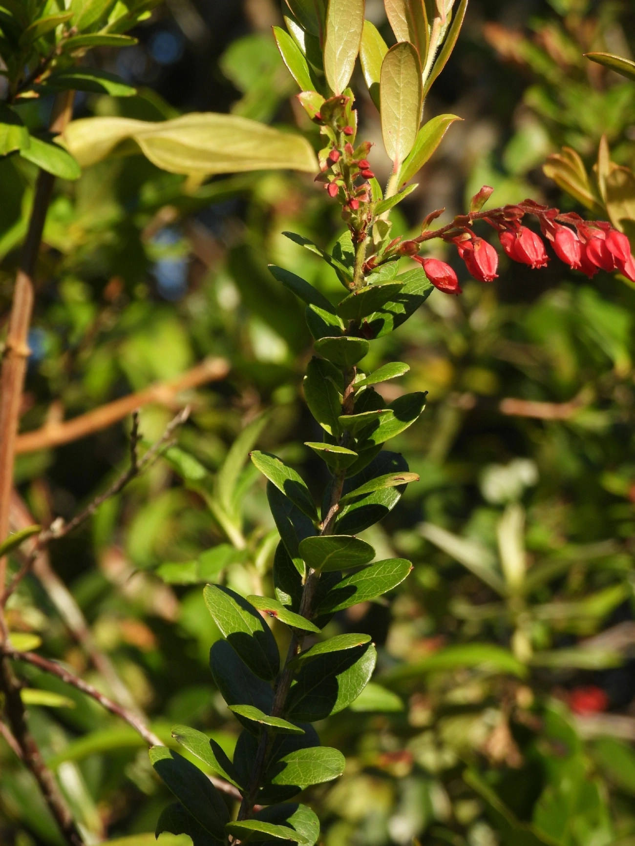 Camarinha (Gaylussacia brasiliensis), plantas, fotografado em Cananéia