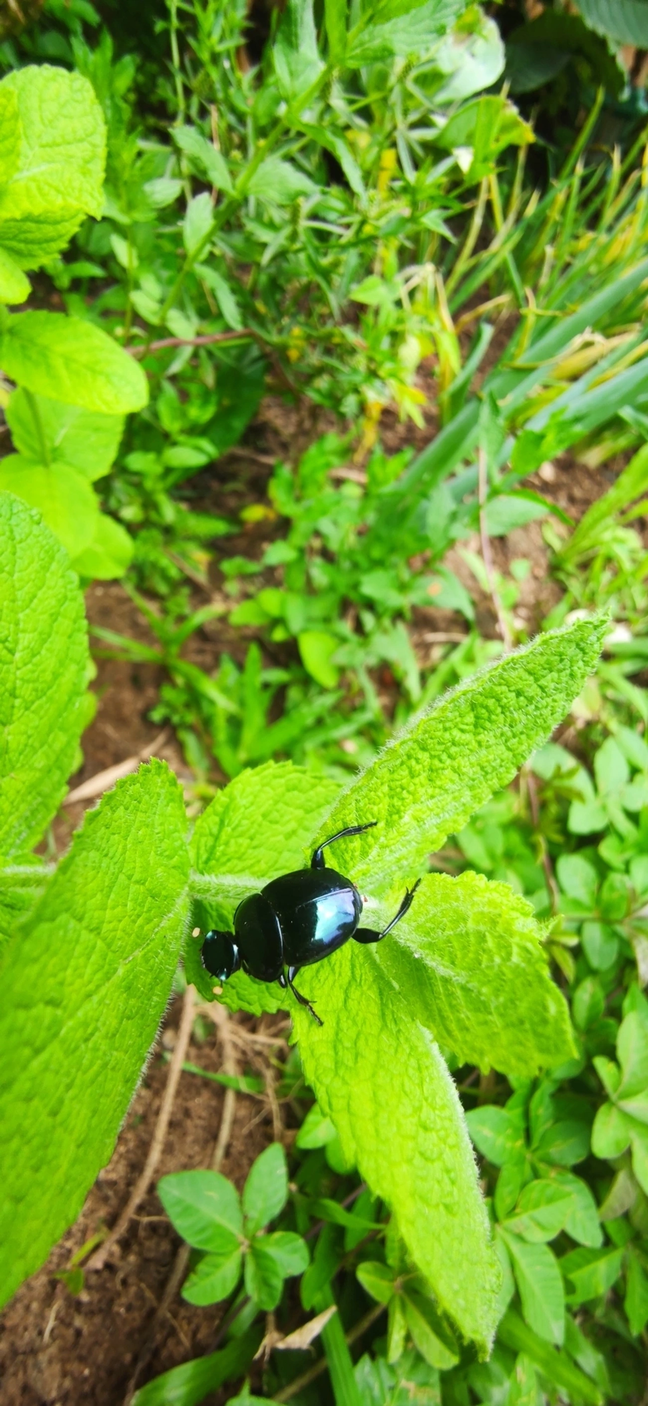 Besouro-rola-bosta (Canthon rutilans), insetos, fotografado em Maresias, São Sebastião