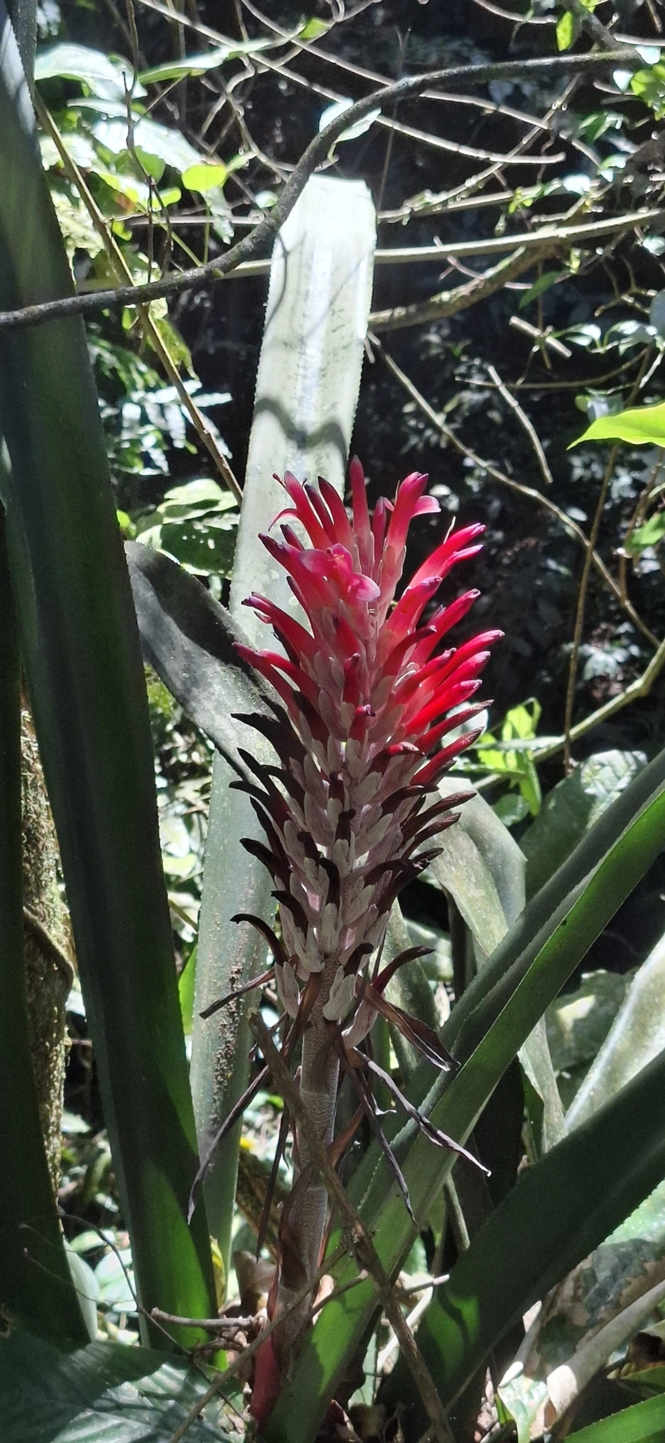 Bromélia-tocha (Billbergia pyramidalis), plantas, fotografado em Enxovas, Ilhabela