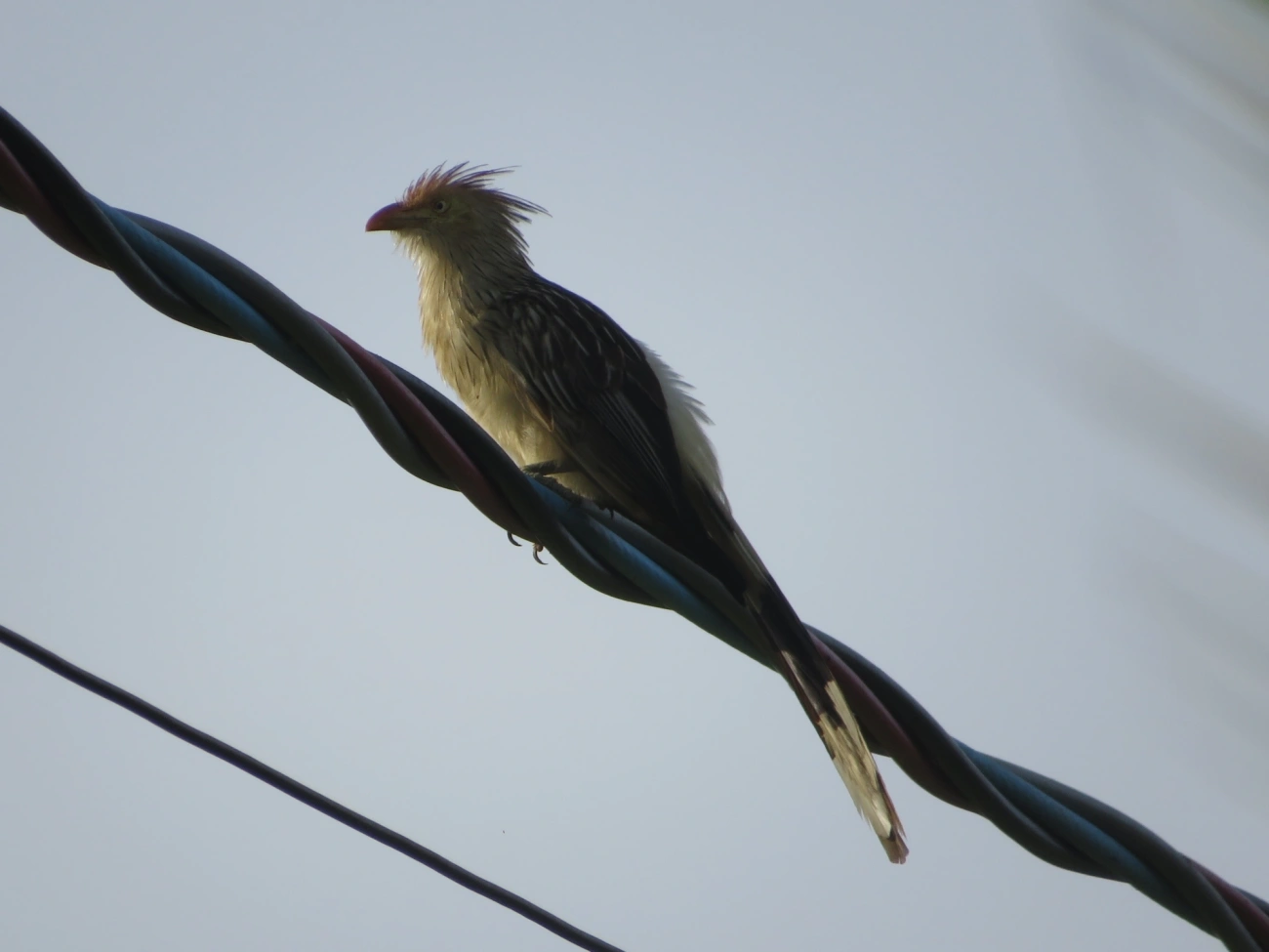 Anu-branco (Guira guira), aves, fotografado em Maresias, São Sebastião