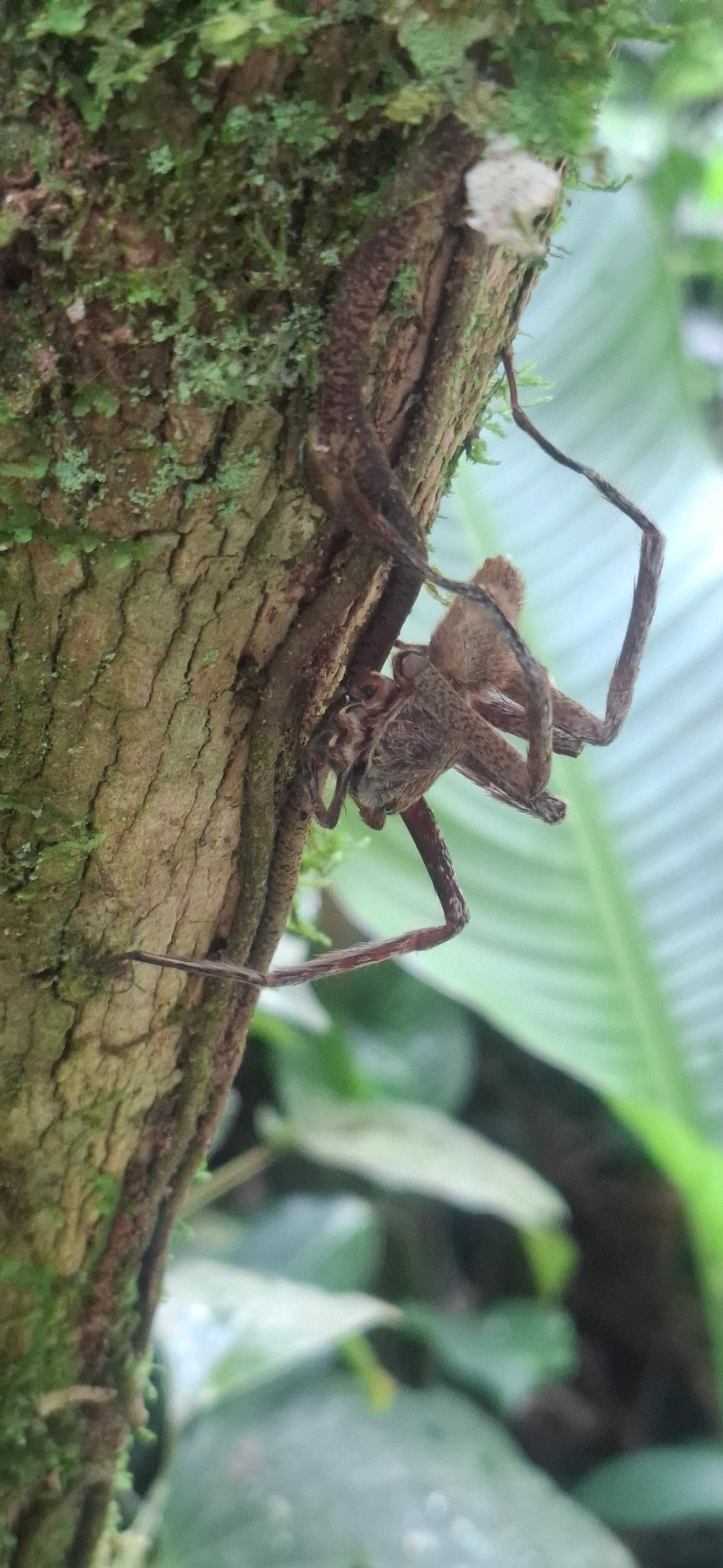 Ctenus, aracnídeos, fotografado em Maresias, São Sebastião