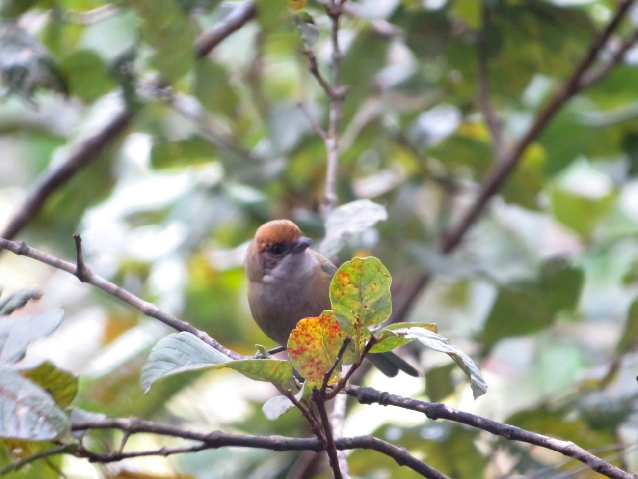 Saíra-amarela (Stilpnia cayana), aves, fotografado em Maresias, São Sebastião