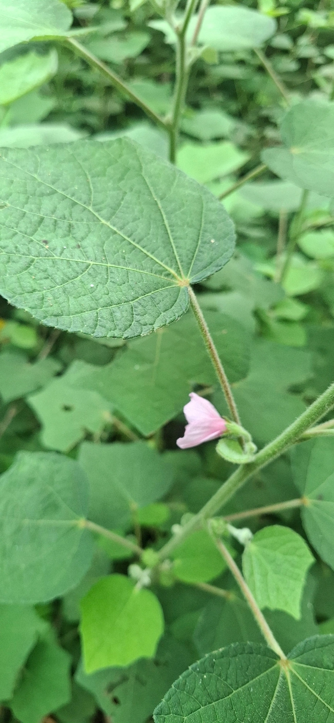 Urena, plantas, fotografado em Pedra Selada