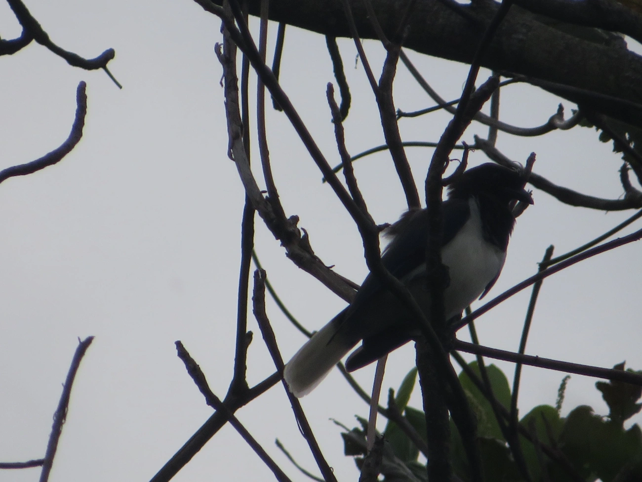Gralha-do-campo (Cyanocorax cristatellus), aves, fotografado em Ilhabela