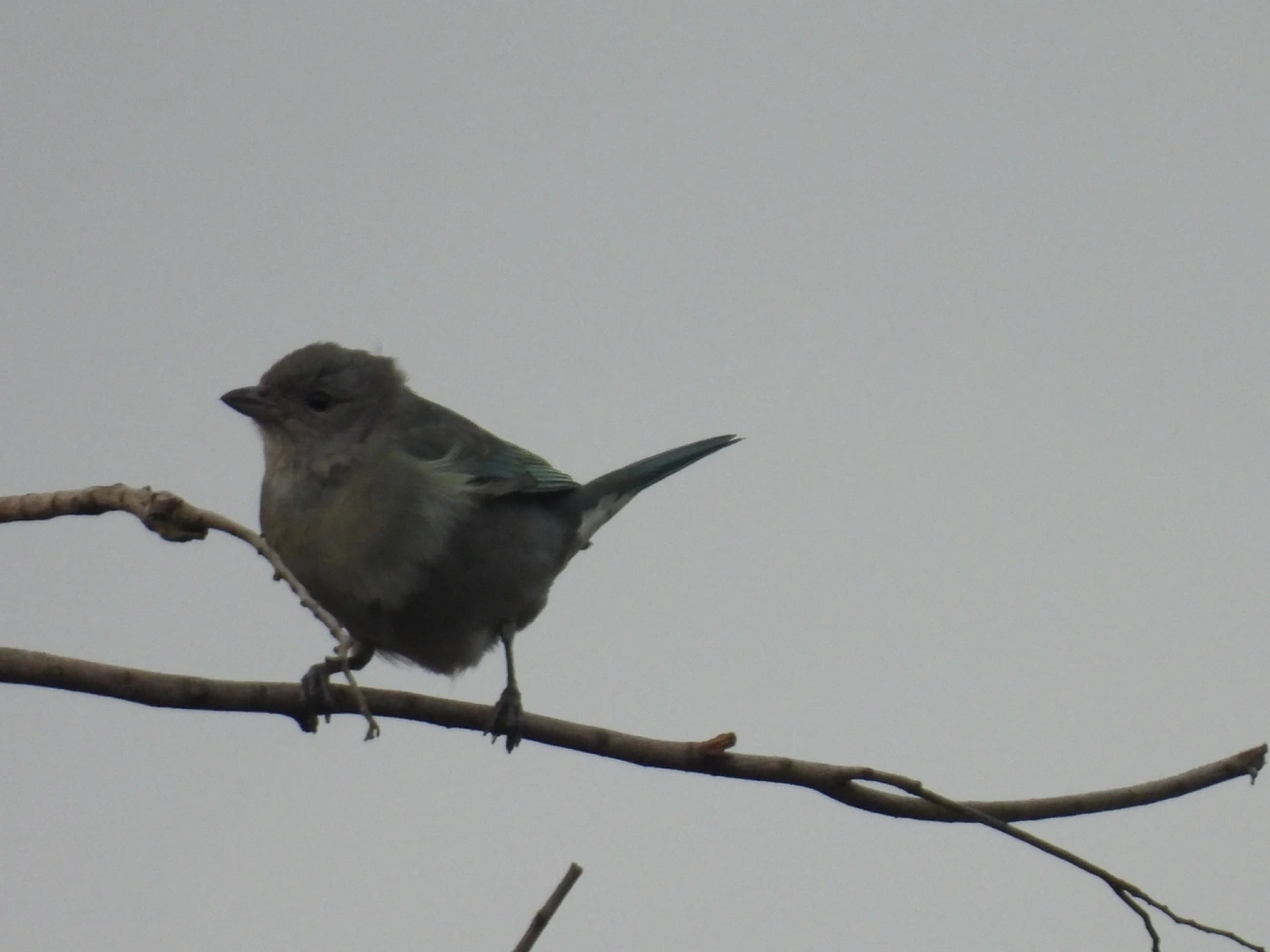 Sanhaço-cinzento (Thraupis sayaca), aves, fotografado em Rua Coronel João Leme, Bragança Paulista