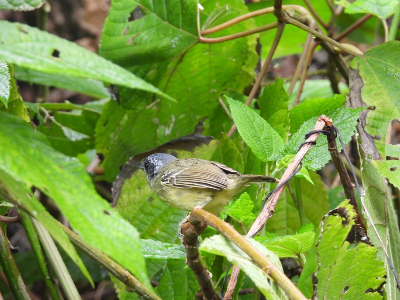 Choquinha-de-peito-pintado (Dysithamnus stictothorax), aves, fotografado em São Sebastião