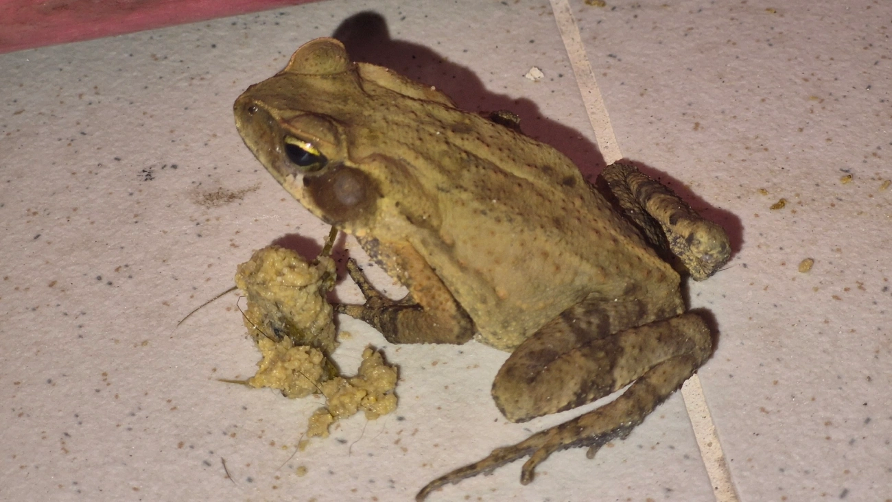 Sapo-de-floresta (Rhinella ornata), anfíbios, fotografado em Maresias, São Sebastião