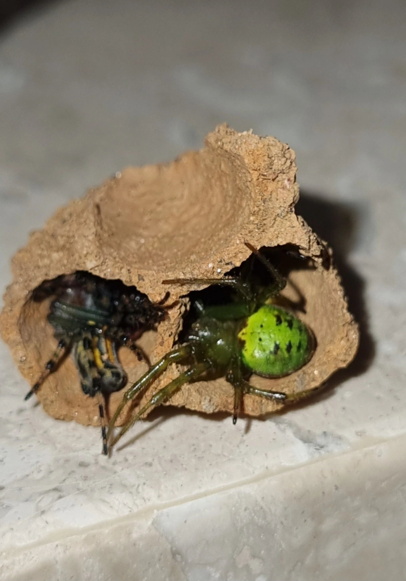 Aranhas orbitelares (Araneidae), aracnídeos, fotografado em Maresias, São Sebastião