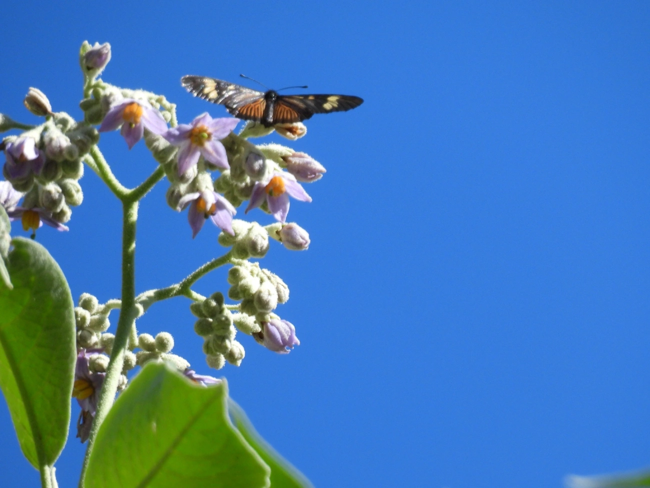 Actinotes (Actinote), insetos, fotografado em Itamonte