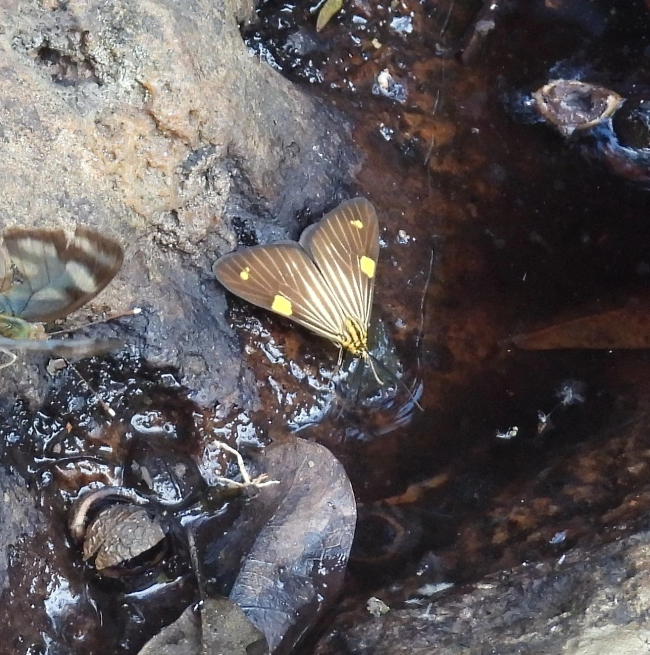 Phaeochlaena lampra, insetos, fotografado em Cabreúva