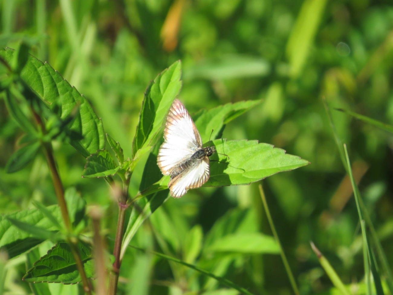 Hespéria-branca-nervurada (Heliopetes arsalte), insetos, fotografado em Maresias, São Sebastião