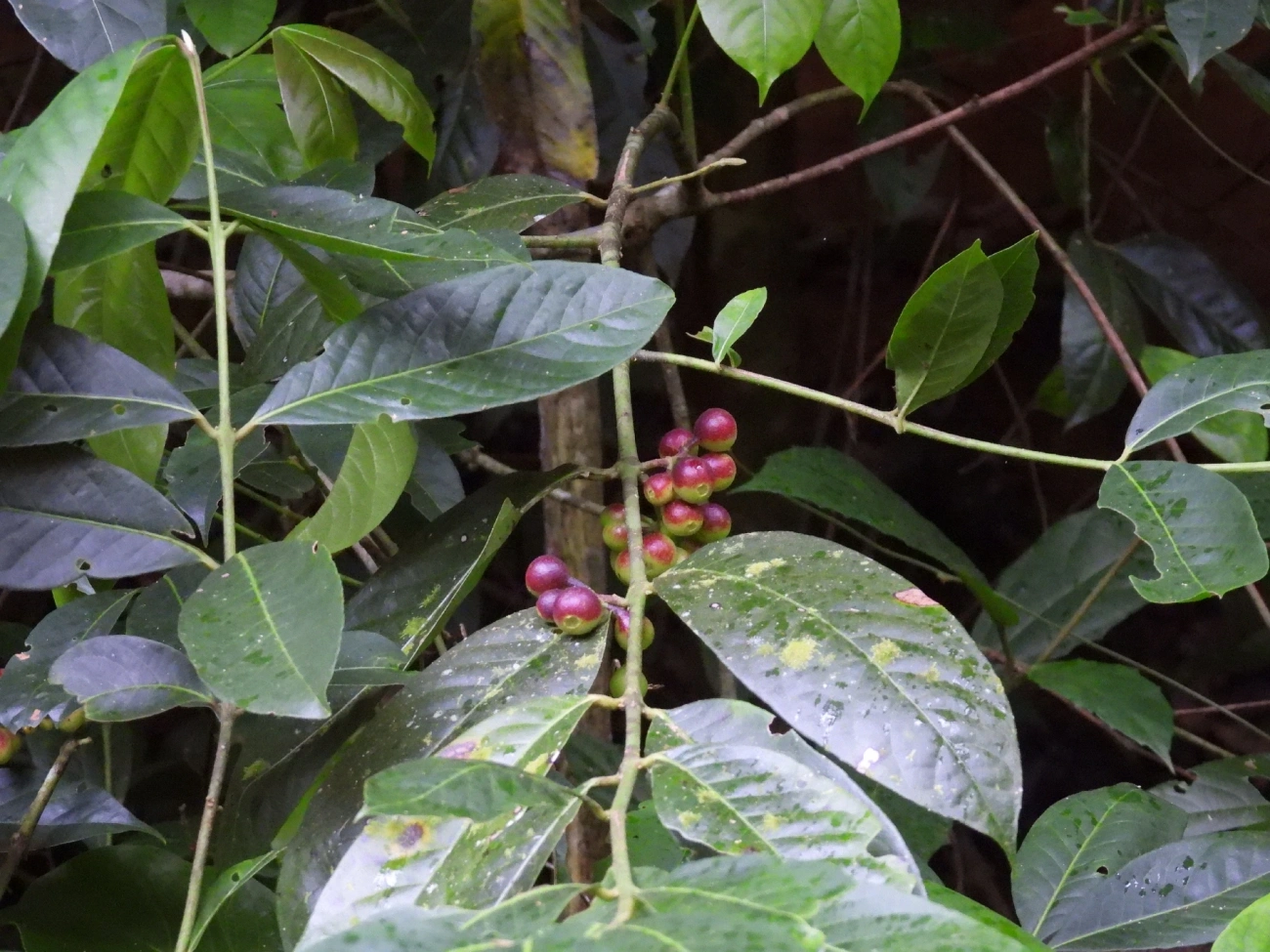 Capitiú (Siparuna guianensis), plantas, fotografado em Maresias, São Sebastião