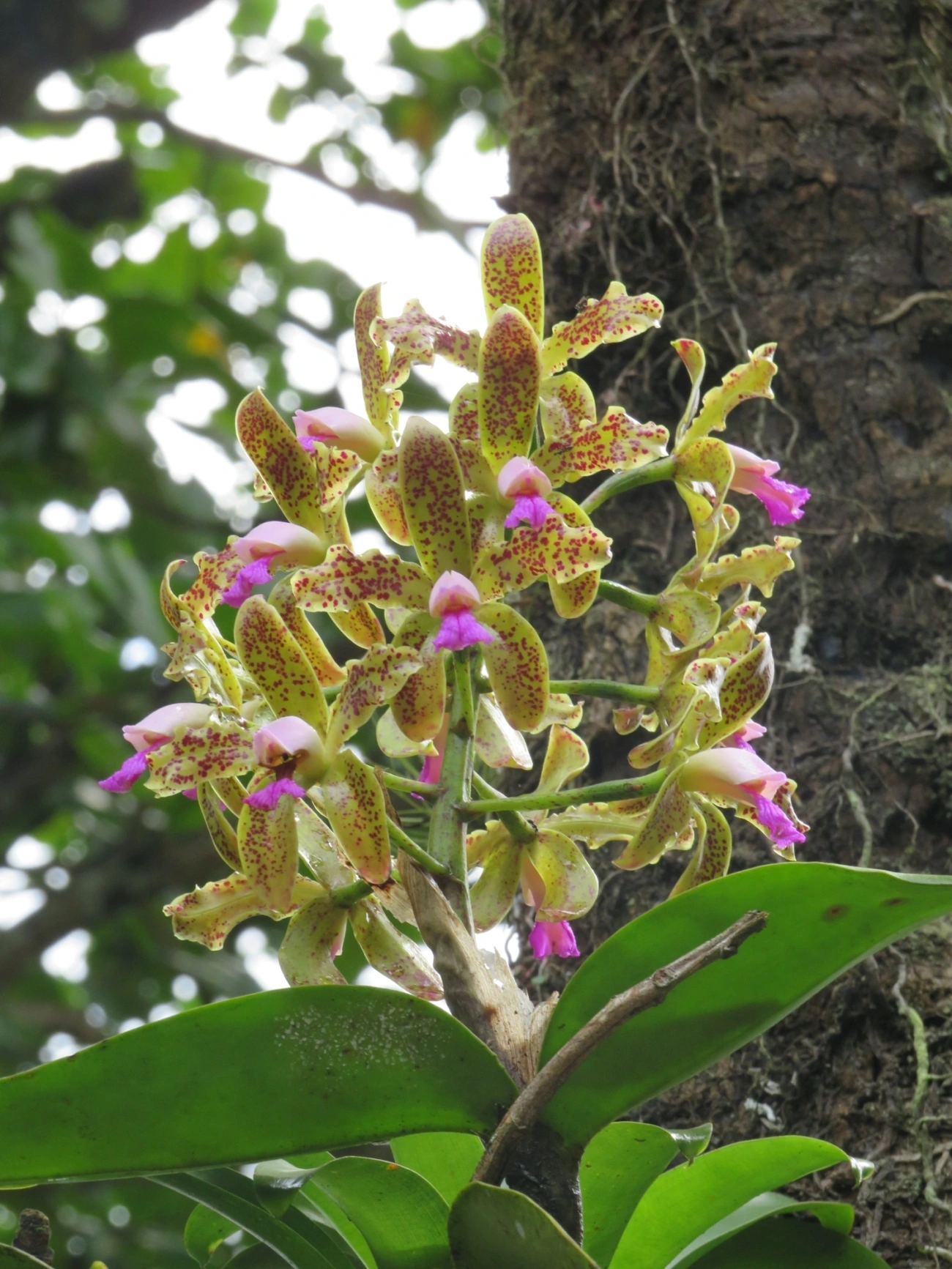 Catleia-gutata (Cattleya guttata), plantas, fotografado em São Sebastião