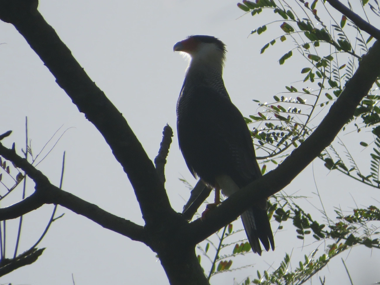 Carcará (Caracara plancus), aves, fotografado em Maresias, São Sebastião