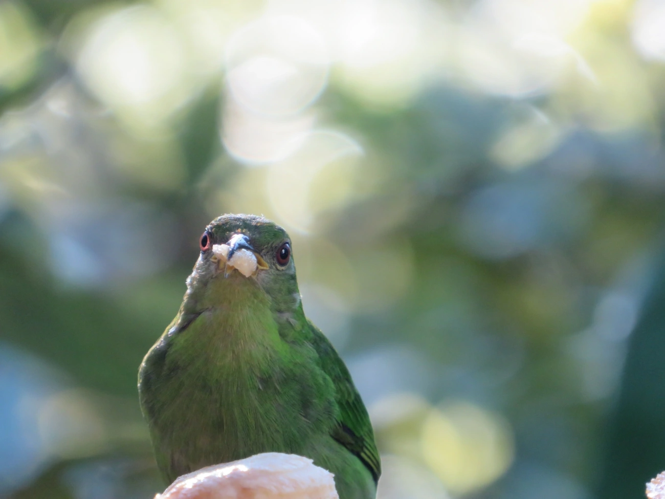 Saí-verde (Chlorophanes spiza), aves, fotografado em Maresias, São Sebastião
