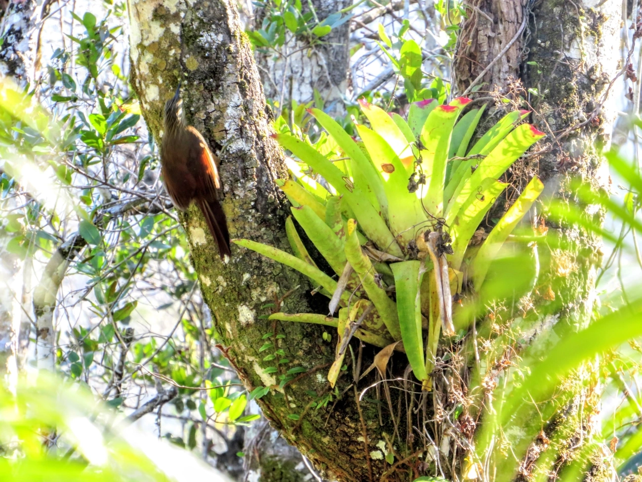 Arapaçu-de-garganta-branca (Xiphocolaptes albicollis), aves, fotografado em Maresias, São Sebastião