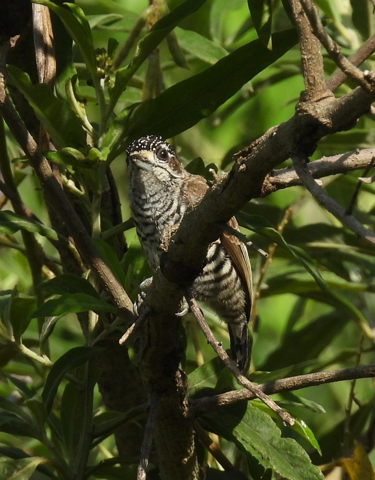 Pica-pau-anão-barrado (Picumnus cirratus), aves, fotografado em Rua Coronel João Leme, Bragança Paulista