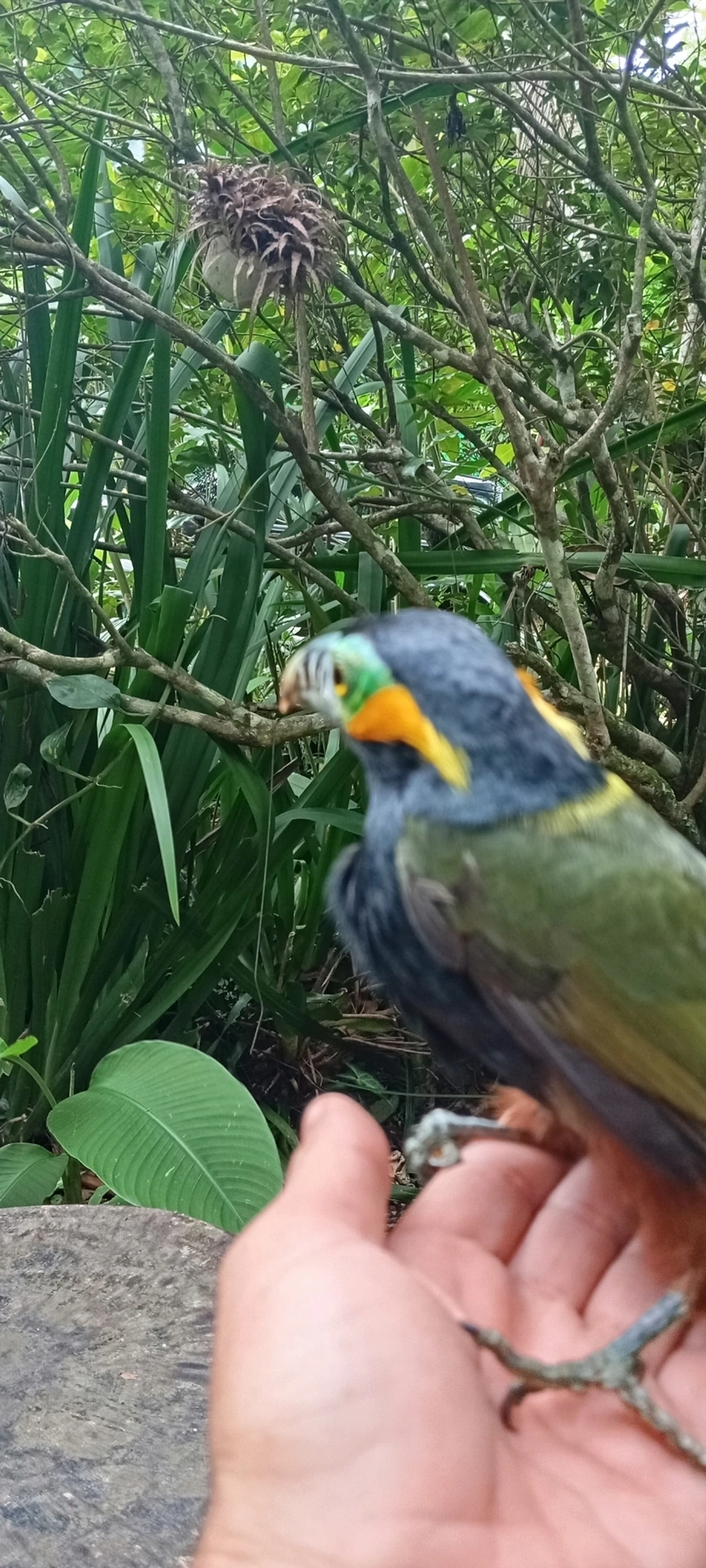 Araçari-poca (Selenidera maculirostris), aves, fotografado em Maresias, São Sebastião