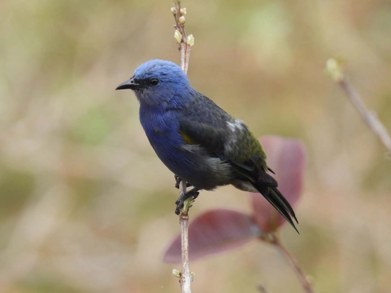 Sanhaçu-de-encontro-amarelo (Thraupis ornata), aves, fotografado em Itamonte